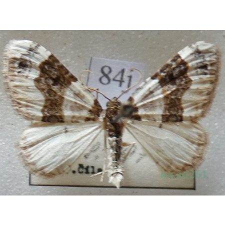 Cosmorhoe ocellata (Linnaeus, 1758) Paśnik dwuziernik Czech84j